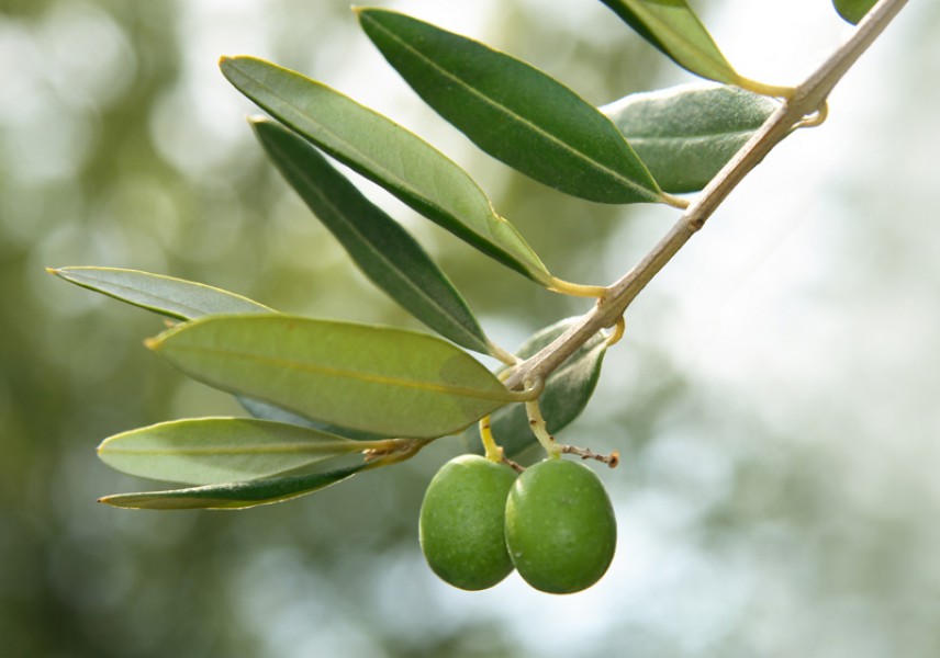 El aceite de oliva y sus efectos sobre la circulación